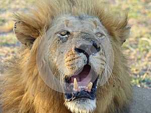 Male Lion Roaring, South Africa