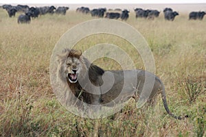 Male lion roars