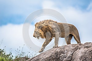 Male lion on rocky outcrop, Serengeti, Tanzania, Africa