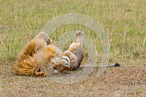 Male Lion Rolling On Back