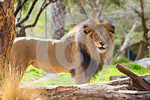 Male Lion at Safari Style Park