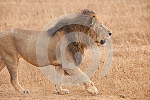 Male Lion, in Savanna of Ngorongoro Crater, Tanzania,