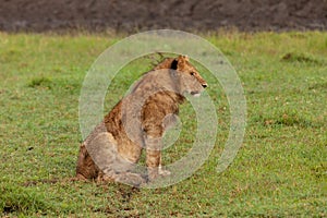 Male lion on the savannah