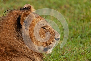 Male lion on the savannah