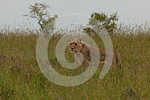 Male lion on the savannah