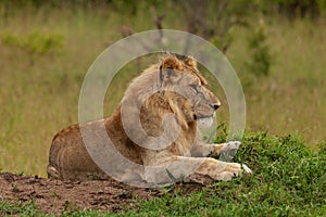 Male lion on the savannah