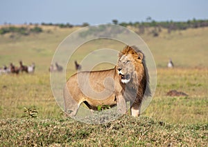 Male lion in the savannah in Kenya