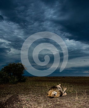 Male lion Scarface in Masai Mara