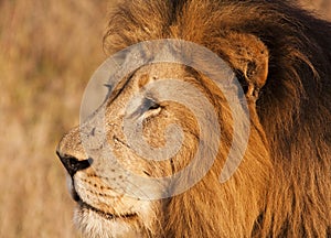 Male Lion With Scars Close-up