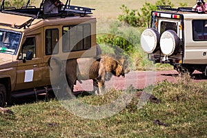 A male lion scratching its back