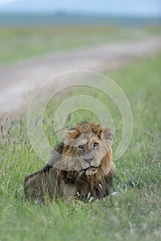 Male Lion seating next to Safari Trail at Masai Mara Game Reserve,Kenya,