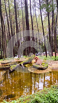 A male lion is seen relaxing beside a pond at a wildlife conservation