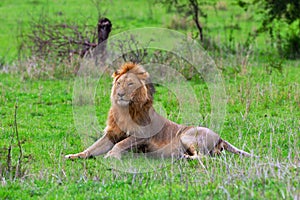 Male lion in Serengeti Plain