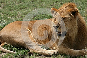 Male Lion - Serengeti Safari, Tanzania, Africa