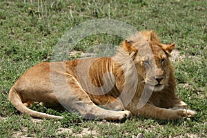 Male Lion - Serengeti Safari, Tanzania, Africa