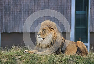 Male lion settle
