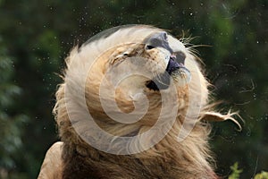 Male Lion Shaking Fur