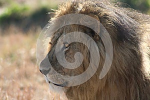 Male Lion side view