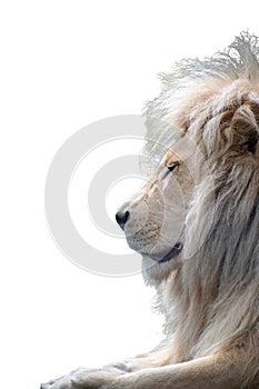 Male lion from side view