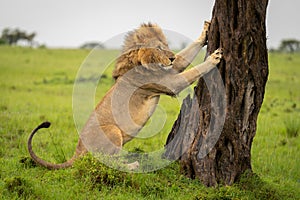Male lion sits with paws on tree photo