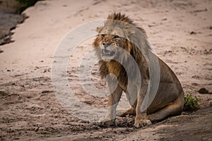 Male lion sits on sand baring teeth