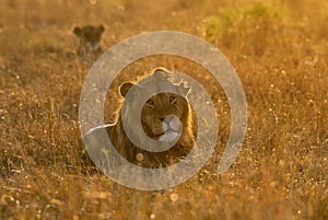 Male Lion sitting  in a dry grassland in golden light seen at Masai Mara, Kenya