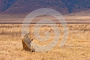 Male lion sitting in the dry yellow grass