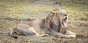 Male lion sitting on the grasslands in Botswana