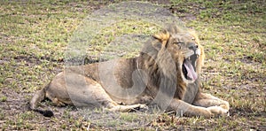 Male lion sitting on the grasslands in Botswana