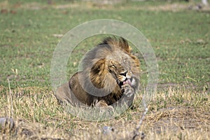 Male lion, sitting on the grasslands, licking his paw, Botswana