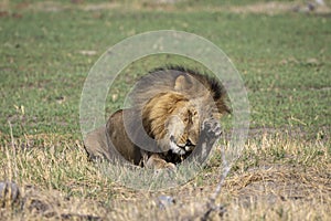 Male lion sitting on the grasslands, rubbing his eye, Botswana