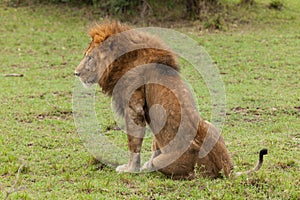 A male lion sitting in the Maasai Mara