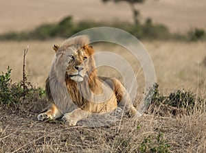 Male Lion sitting on a mount seen at Masai Mara, Kenya