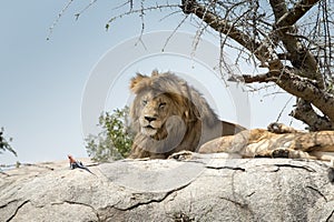 Male lion sitting on a rock sitting sideways and looking straight