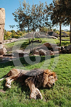 Male Lion sleep on green grass lawn in Valencia Bioparc zoo. Spain photo