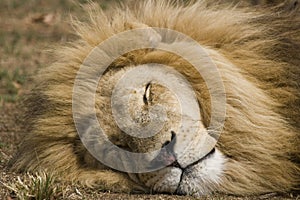 Male Lion Sleeping