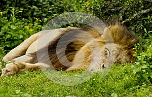 Male lion sleeping