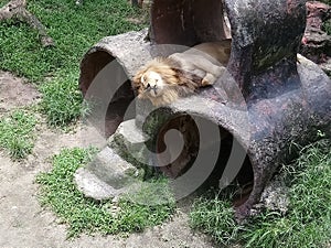A Male Lion sleeping in his cage Johor Bahru photo