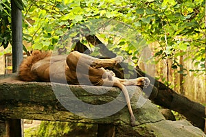 Male lion sleeping on a large rock. Portrait of the Lion King, lying on his back in the boulder in the morning sun
