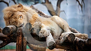 Male lion sleeping on wooden logs with dangling paws