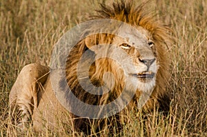 Male Lion smiling in the Masai Mara