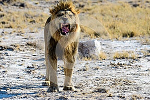 Male lion snarling trying to intimidate