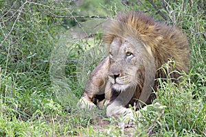 Male Lion, South Africa