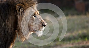 Male Lion South Africa