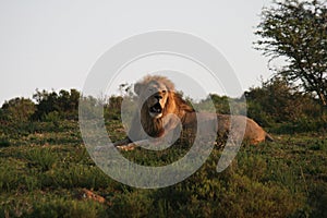 Male Lion in South Africa