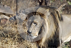 Male lion stalking