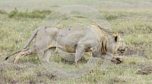 Male Lion stalking, (Panthera leo) Tanzania