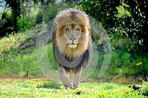 Male lion stalking prey and protecting his pride.