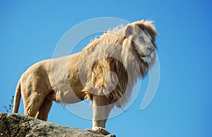 Male Lion Standing