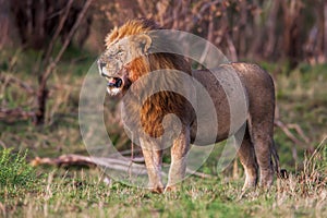 Male lion standing in the grass at sunset, Kenya.